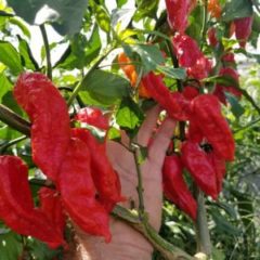 Fresh Ghost Peppers – Five Pound
