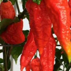 Fresh Ghost Peppers – Quarter Pound